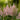 Astilbe chinensis 'Milk and Honey' - 2026