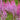 Astilbe chinensis 'Pumila' - 2026