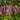 Astilbe chinensis 'Purpurkerze' - 2026