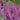 Astilbe chinensis 'Purpurlanze' - 2026