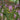 Astilbe chinensis 'Superba' - 2026