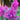 Astilbe chinensis 'To Have and To Hold' - 2026