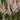 Astilbe chinensis 'Vision Inferno' - 2026