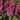 Astilbe chinensis 'Vision' - 2026