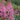 Astilbe chinensis 'Vision in Pink' - 2026