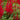 Astilbe red - 2026