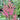 Astilbe simplicifolia 'Key West' - 2026