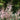 Astilbe simplicifolia 'Sprite' - 2026
