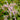 Astilbe thunbergii 'Betsy Cuperus' - 2026