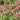 Astilbe thunbergii 'Straussenfeder' - 2026