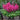 Astilbe - Visions in Pink 1.5L