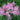 Astilbe × arendsii 'Amethyst' - 2026