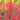 Astilbe × arendsii 'Anita Pfeifer' - 2026