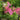 Astilbe × arendsii 'Cattleya' - 2026