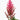 Astilbe × arendsii 'Else Schluck' - 2026