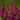 Astilbe × arendsii 'Federsee' - 2026