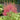 Astilbe × arendsii 'Granat' - 2026