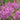 Astilbe × arendsii 'Purple Rain' - 2026