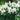 Astilbe × arendsii 'Snowdrift' - 2026