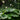 Astilboides tabularis - 2026