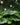 Astilboides tabularis - 2026