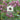 AstrantiaTemp