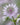 Astrantia major - 2026