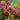 Astrantia major 'Lars' - 2026
