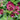 Astrantia major 'Moulin Rouge' - 2026