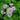 Astrantia major 'Pink Pride' - 2026