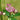 Astrantia major 'Primadonna' - 2026