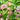 Astrantia major 'Rosea' - 2026