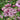 Astrantia major 'Rubra' - 2026
