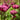 Astrantia major 'Ruby Cloud' - 2026
