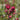 Astrantia major 'Ruby Wedding' - 2026