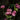 Astrantia major 'Sparkling Stars Pink' - 2026