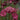 Astrantia major 'Sparkling Stars Red' - 2026