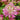 Astrantia major 'Star of Treasure' - 2026