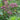 Astrantia major 'Venice' - 2026