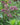 Astrantia major 'Venice' - 2026