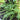 Athyrium filix-femina 'Frizelliae'