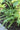 Athyrium filix-femina 'Frizelliae'