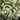 Athyrium-Metallicum-00