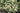 Athyrium-Metallicum-00