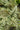 Athyrium-Metallicum-00