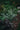 Athyrium-Metallicum-00