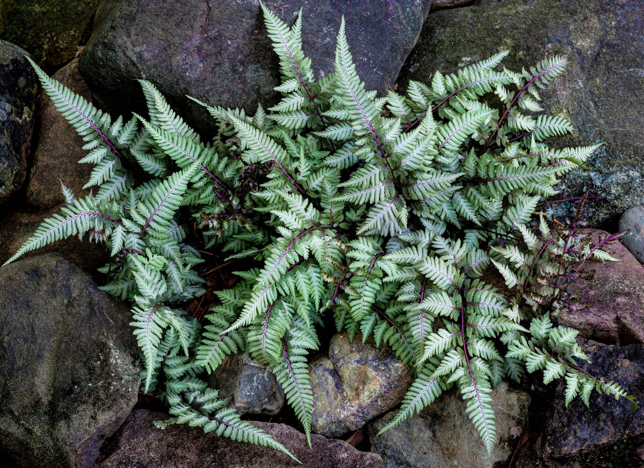 Athyrium Niponicum 'Ursulas Red' - Marginal Pond Plants - BP018 ...