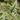Athyrium niponicum 'Pewter Lace' - 2026