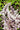 Athyrium Niponicum 'Silver Falls'
