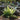 Athyrium Otophorum Okanum - BP019 Packs